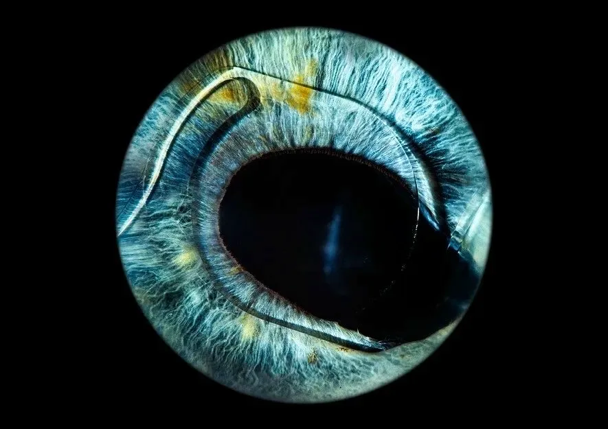 Close-up of a human eye — the origin of Sam Osborne's approach to perception